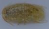 Sphaeroma serratum